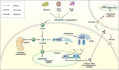 Novel insight into cGAS-STING pathway in ischemic stroke: from pre- to post-disease